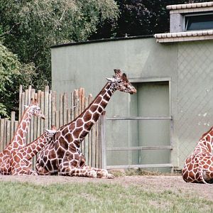 Blijdorp 2002 - Reticulated Giraffes