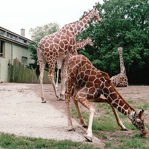 Blijdorp 2002 - Reticulated Giraffes