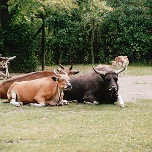 Blijdorp 2002 - Javan Banteng and Blackbuck