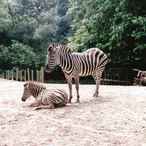 Blijdorp 2002 - Chapmans Zebra and foal