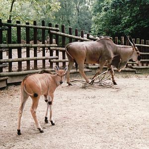 Blijdorp 2002 - Common Eland and calf