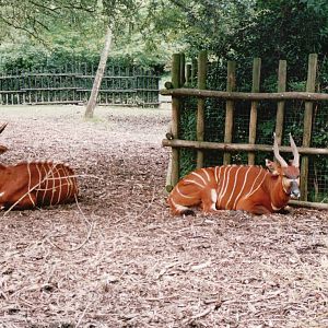 Blijdorp 2002 - Bongo