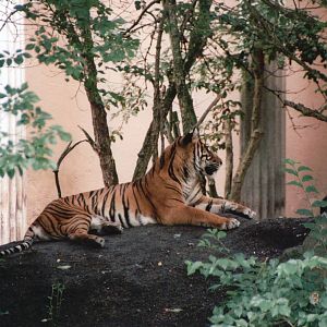 Blijdorp 2002 - Sumatran Tiger