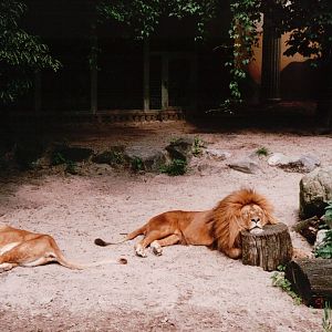 Blijdorp 2002 - African Lions