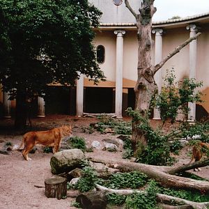 Blijdorp 2002 - Part of the African Lion exhibit