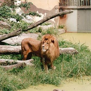 Blijdorp 2002 - African Lion male