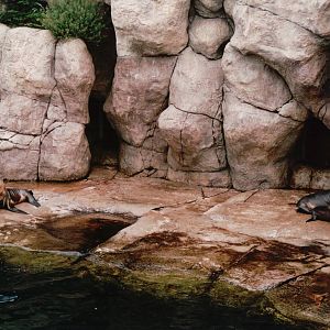 Blijdorp 2002 - California Sea Lion