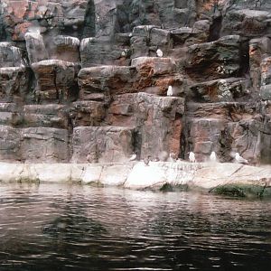 Blijdorp 2002 - Sea Bird exhibit in the Oceanium