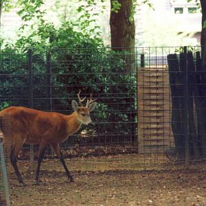Marsh Deer at Krefeld 1991
