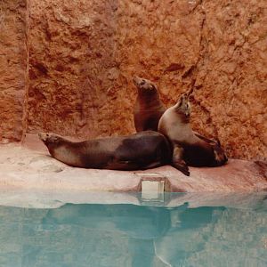 Lisbon Zoo 1997 - California Sea Lions