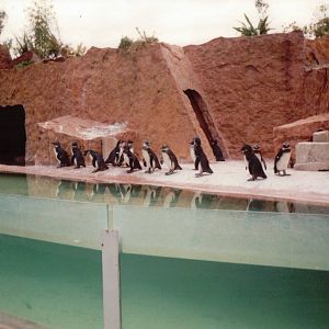 Lisbon Zoo 1997 - Jackass Penguin exhibit