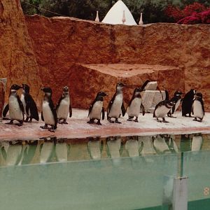 Lisbon Zoo 1997 - Jackass Penguins