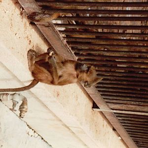Lisbon Zoo 1997 - Young Baboon coming and going at its leisure