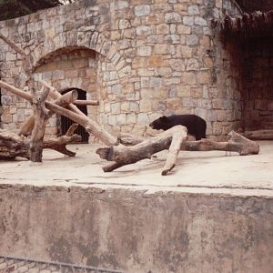 Lisbon Zoo 1997 - Asiatic Black Bear exhibit