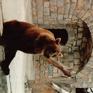 Lisbon Zoo 1997 - Brown Bear
