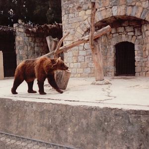 Lisbon Zoo 1997 - Brown Bear exhibit