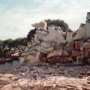 Lisbon Zoo 1997 - Polar Bear exhibit
