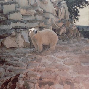 Lisbon Zoo 1997 - Part of the Polar Bear