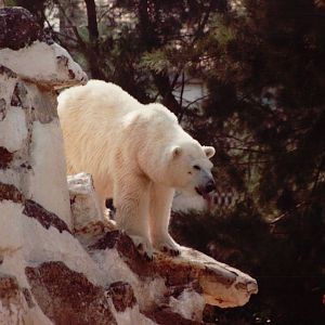 Lisbon Zoo 1997 - Polar Bear