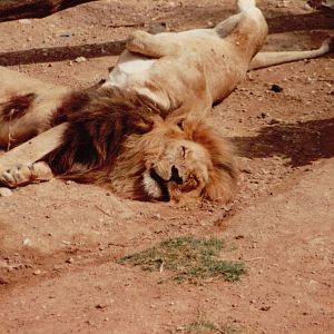 Lisbon Zoo 1997 - Angolan Lion