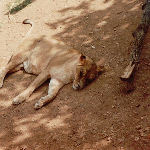 Lisbon Zoo 1997 - Angolan Lioness