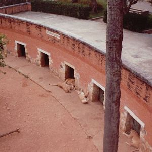 Lisbon Zoo 1997 - Part of the Angolan Lion exhibit