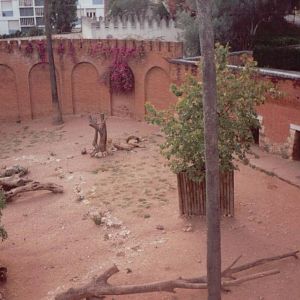 Lisbon Zoo 1997 - Part of the Angolan Lion exhibit