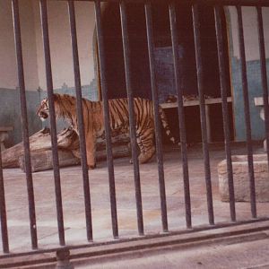 Lisbon Zoo 1997 - Part of the Amur Tiger cage