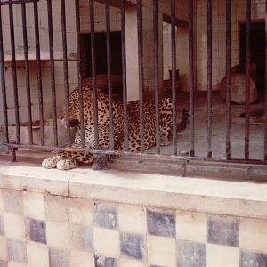 Lisbon Zoo 1997 - North Persian Leopard?
