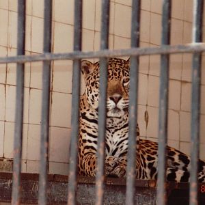 Lisbon Zoo 1997 - Jaguar