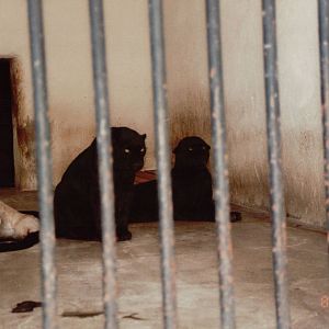Lisbon Zoo 1997 - Melanistic Leopards