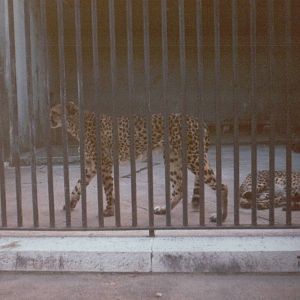 Lisbon Zoo 1997 - Cheetahs