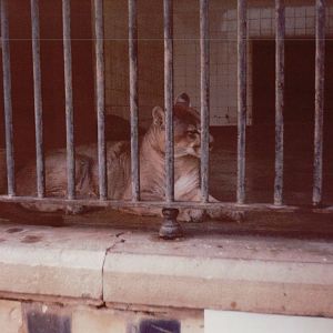 Lisbon Zoo 1997 - Cougar