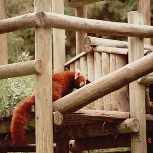Lisbon Zoo 1997 - Red Panda