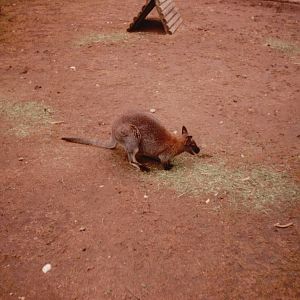 Lisbon Zoo 1997 - Red-necked Wallaby
