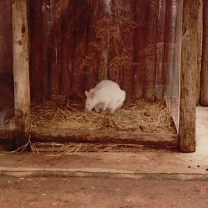 Lisbon Zoo 1997 - Albino Red-necked Wallaby