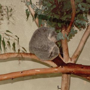 Lisbon Zoo 1997 - My very first Koala