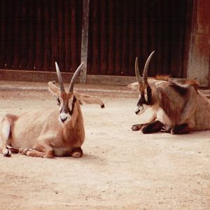 Lisbon Zoo 1997 - Roan Antelopes