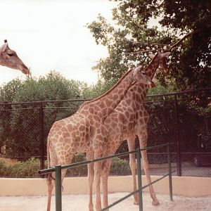 Lisbon Zoo 1997 - Angolan Giraffes