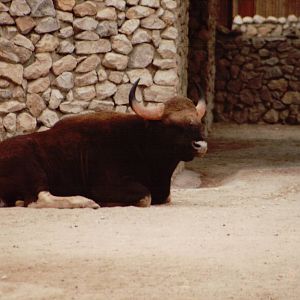 Lisbon Zoo 1997 - Indian Gaur