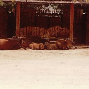 Lisbon Zoo 1997 - Red Buffalo group
