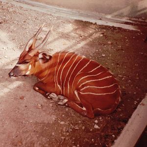 Lisbon Zoo 1997 - Bongo