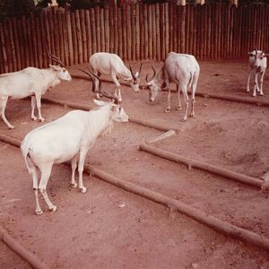 Lisbon Zoo 1997 - Addax