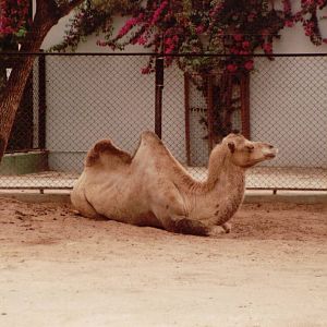 Lisbon Zoo 1997 - Bactrian Camel