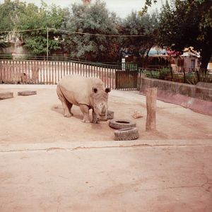 Lisbon Zoo 1997 - Part of the White Rhinoceros exhibit