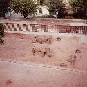 Lisbon Zoo 1997 - White Rhinoceros exhibit seen from the skyrail