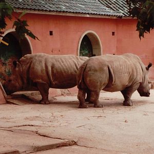 Lisbon Zoo 1997 - White Rhinoceros