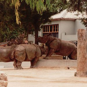 Lisbon Zoo 1997 - Indian Rhinoceros