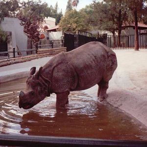 Lisbon Zoo 1997 - Indian Rhinoceros entering the water