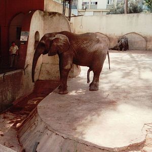 Lisbon Zoo 1997 - Part of the African Elephant exhibit